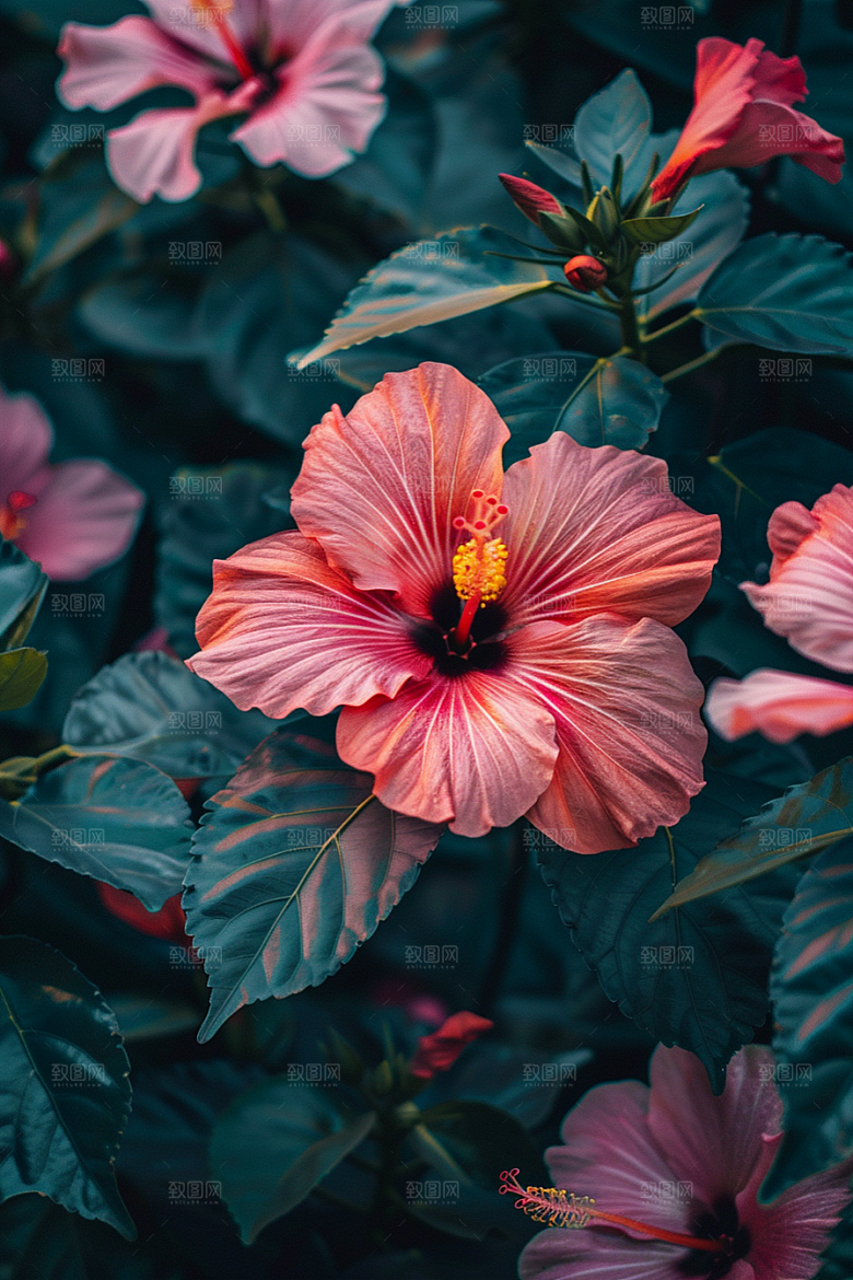 木槿花唯美清新摄影图