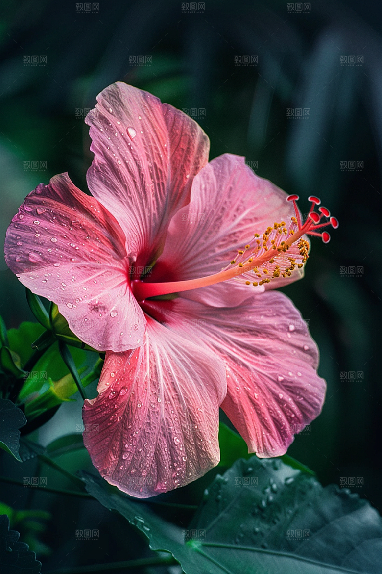 木槿花夏天高清摄影图