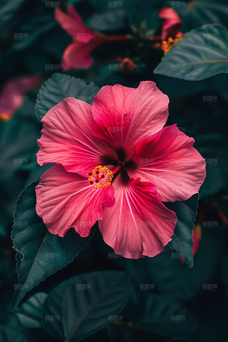 木槿花夏季彩色摄影图