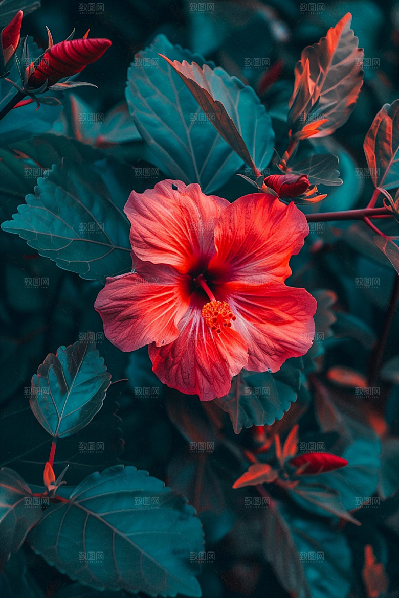 木槿花清新自然摄影图
