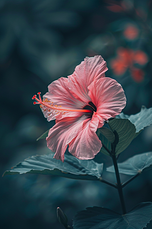 木槿花彩色木棉摄影图