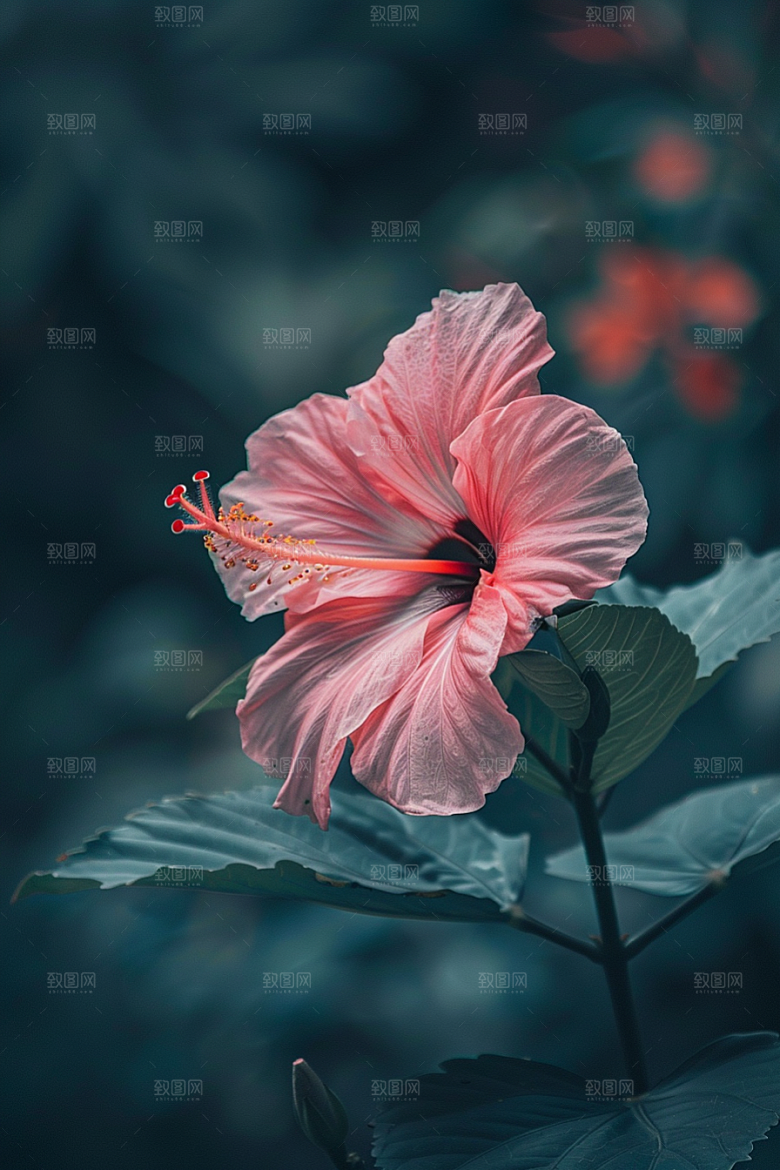 木槿花彩色木棉摄影图