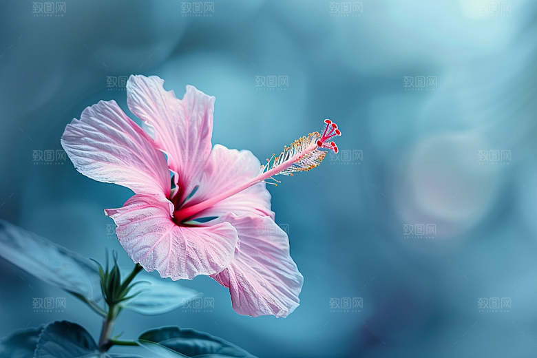 木槿花花卉高清摄影图