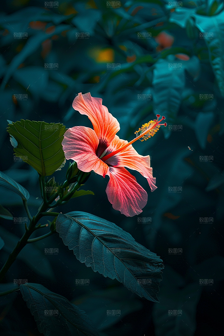 木槿花花朵木棉摄影图