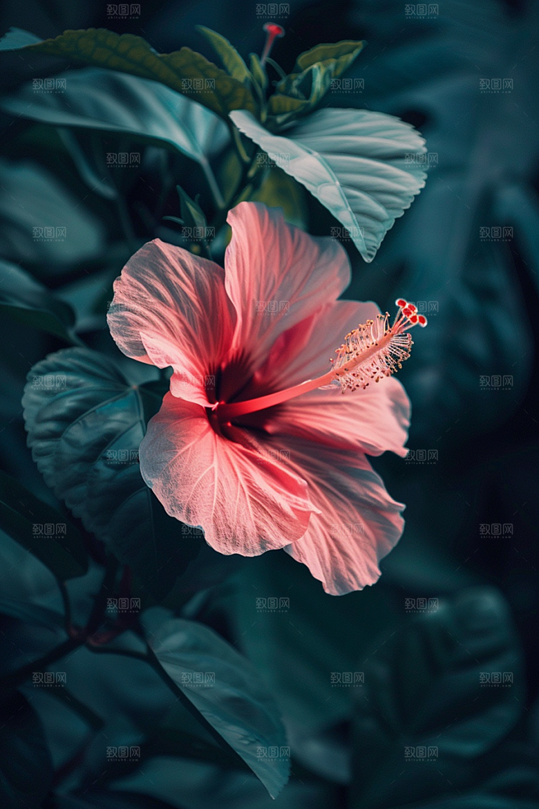 木槿花木棉夏天摄影图