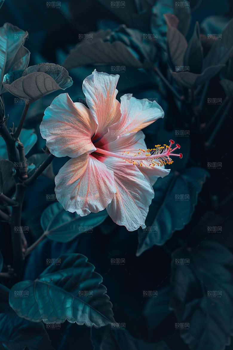 木槿花花朵夏季摄影图