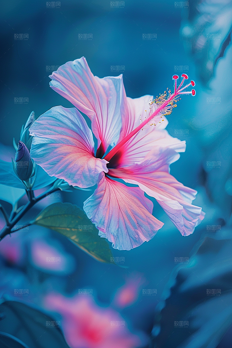 木槿花花朵彩色摄影图