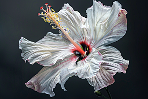 木槿花高清自然摄影图