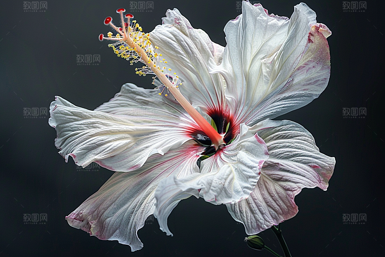 木槿花高清自然摄影图