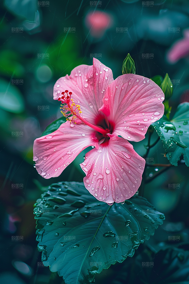 木槿花木棉花卉摄影图