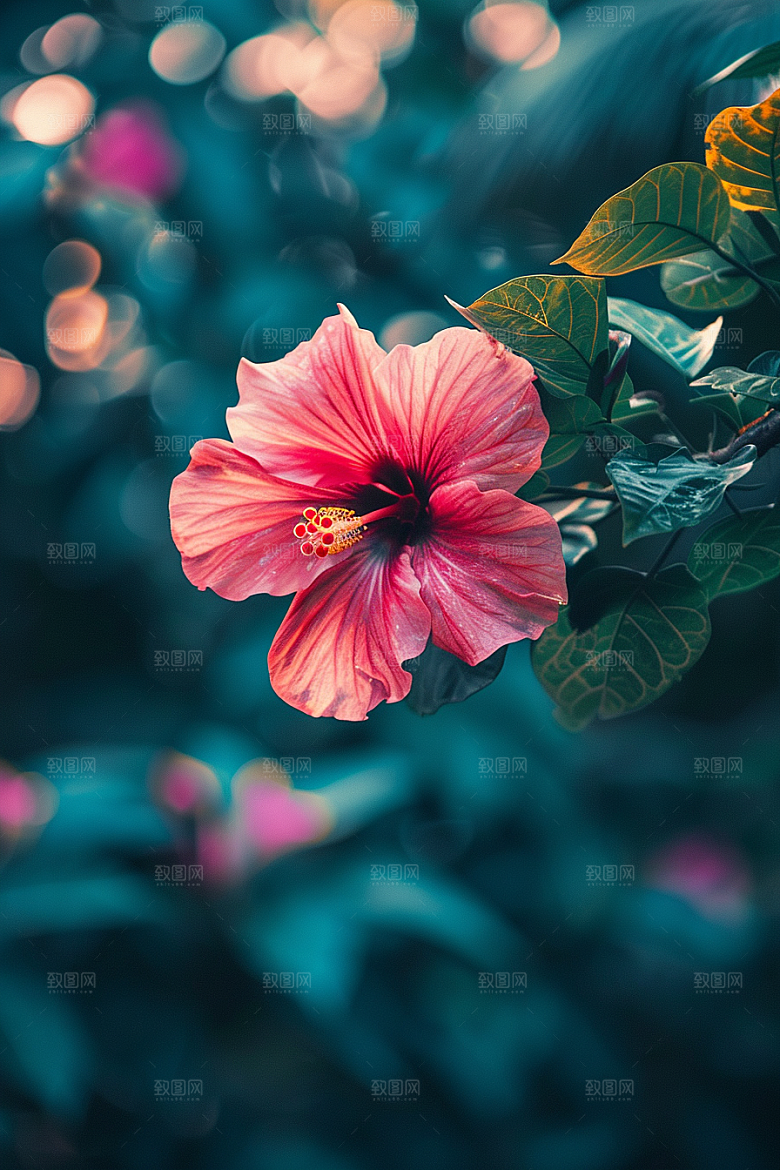 木槿花花卉清新摄影图