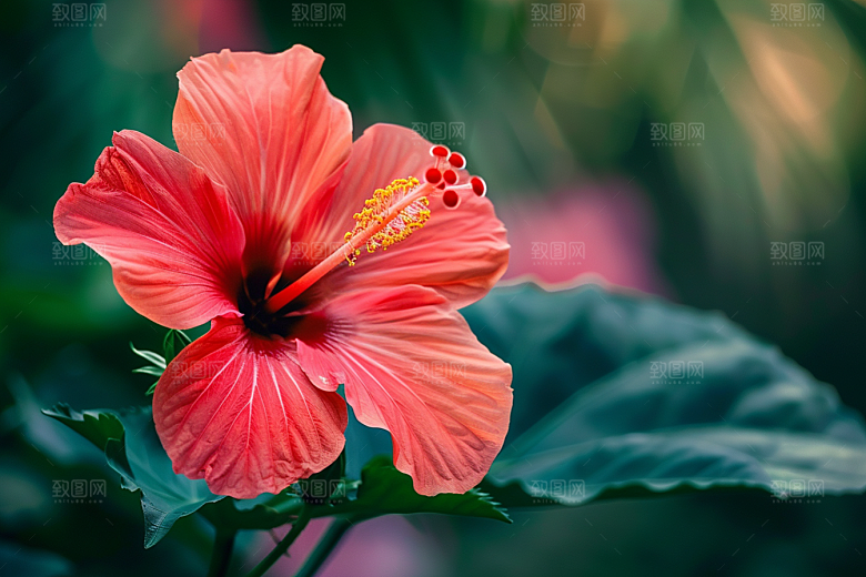 木槿花自然花朵摄影图