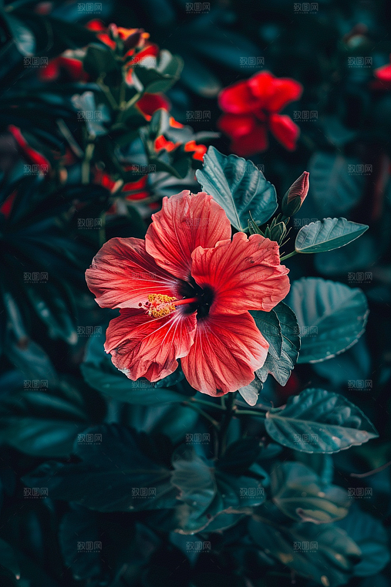 木槿花高清自然摄影图