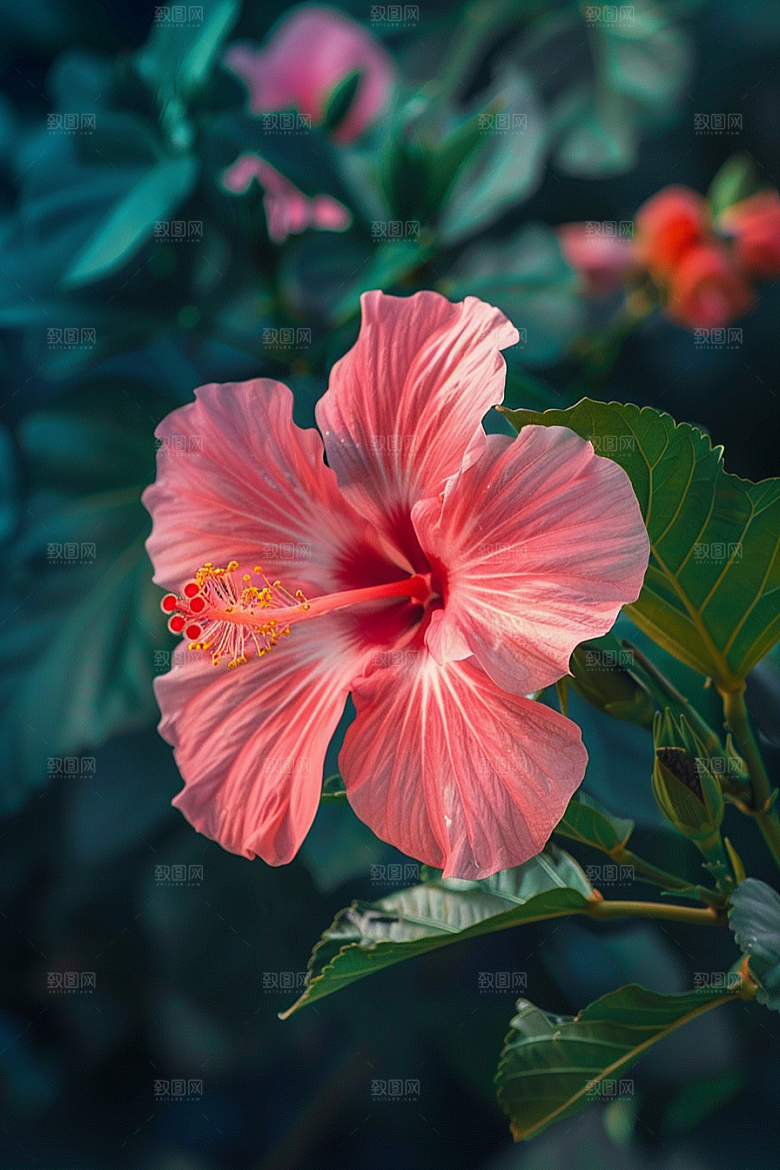 木槿花自然彩色摄影图