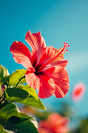 木槿花木棉夏季摄影图