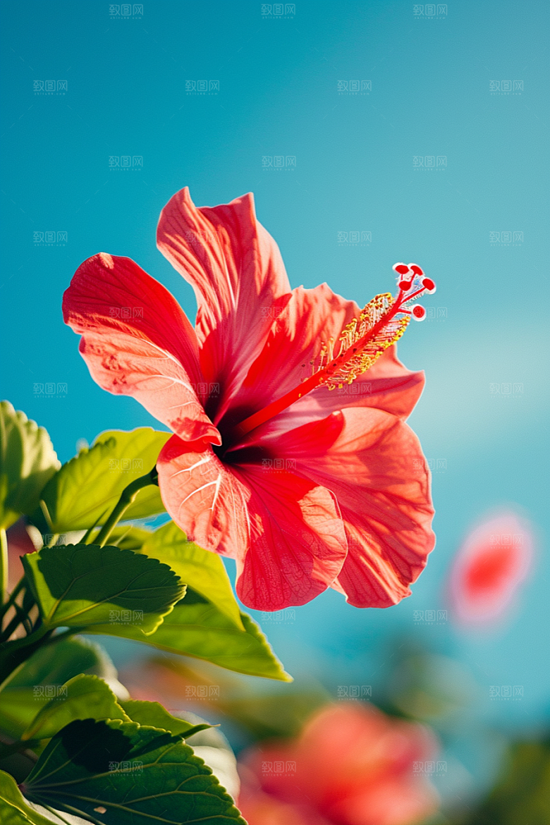 木槿花木棉夏季摄影图