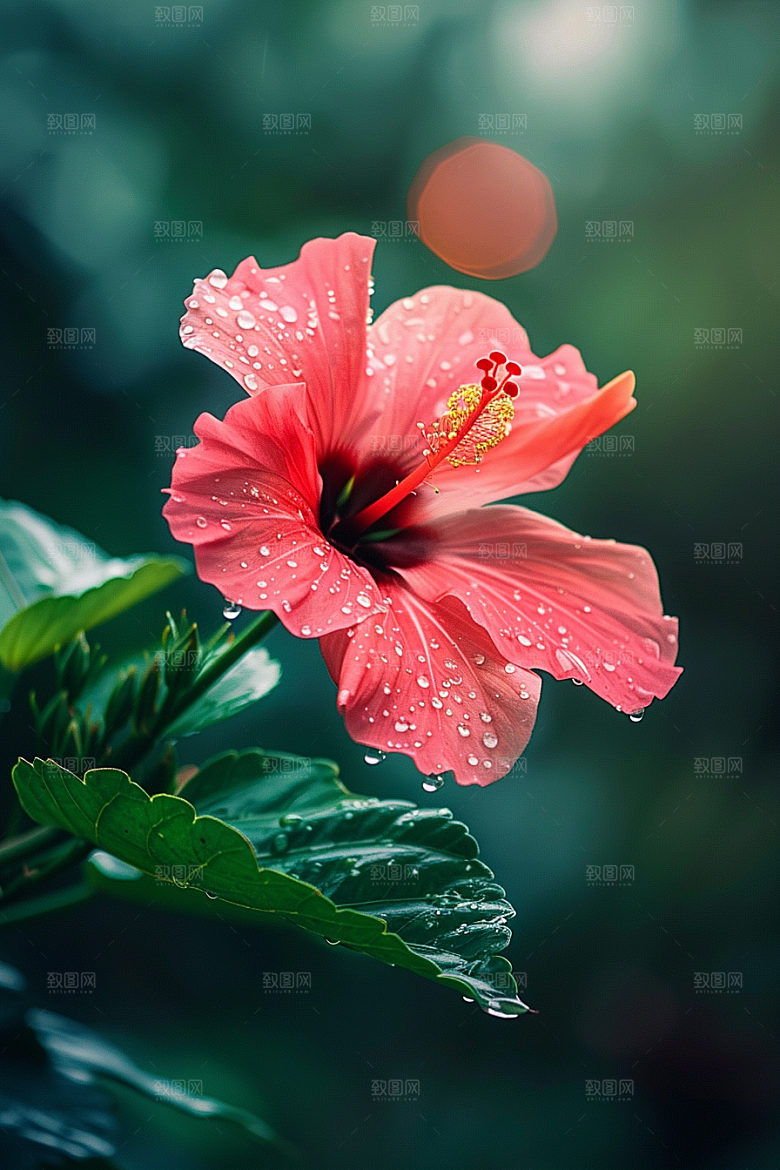 木槿花植物花朵摄影图