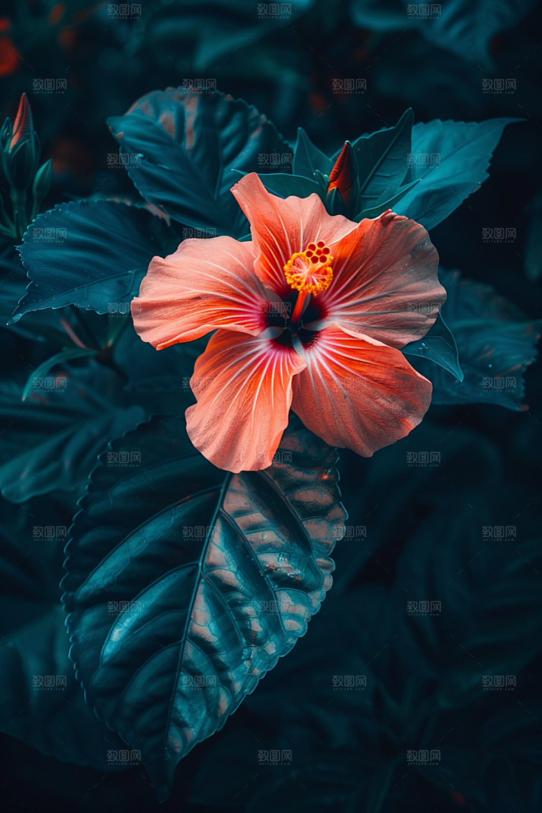 木槿花木棉植物摄影图
