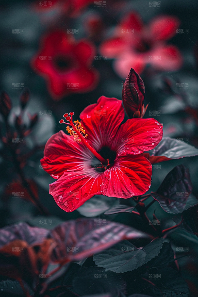 木槿花彩色清新摄影图