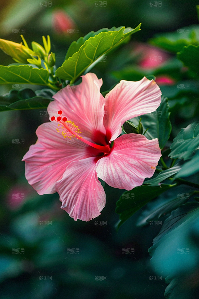 木槿花夏季花卉摄影图
