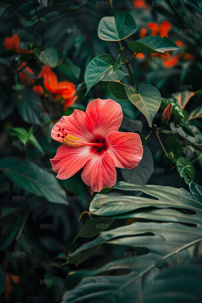 木槿花唯美花朵摄影图