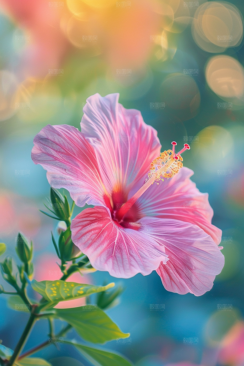 木槿花植物夏天摄影图