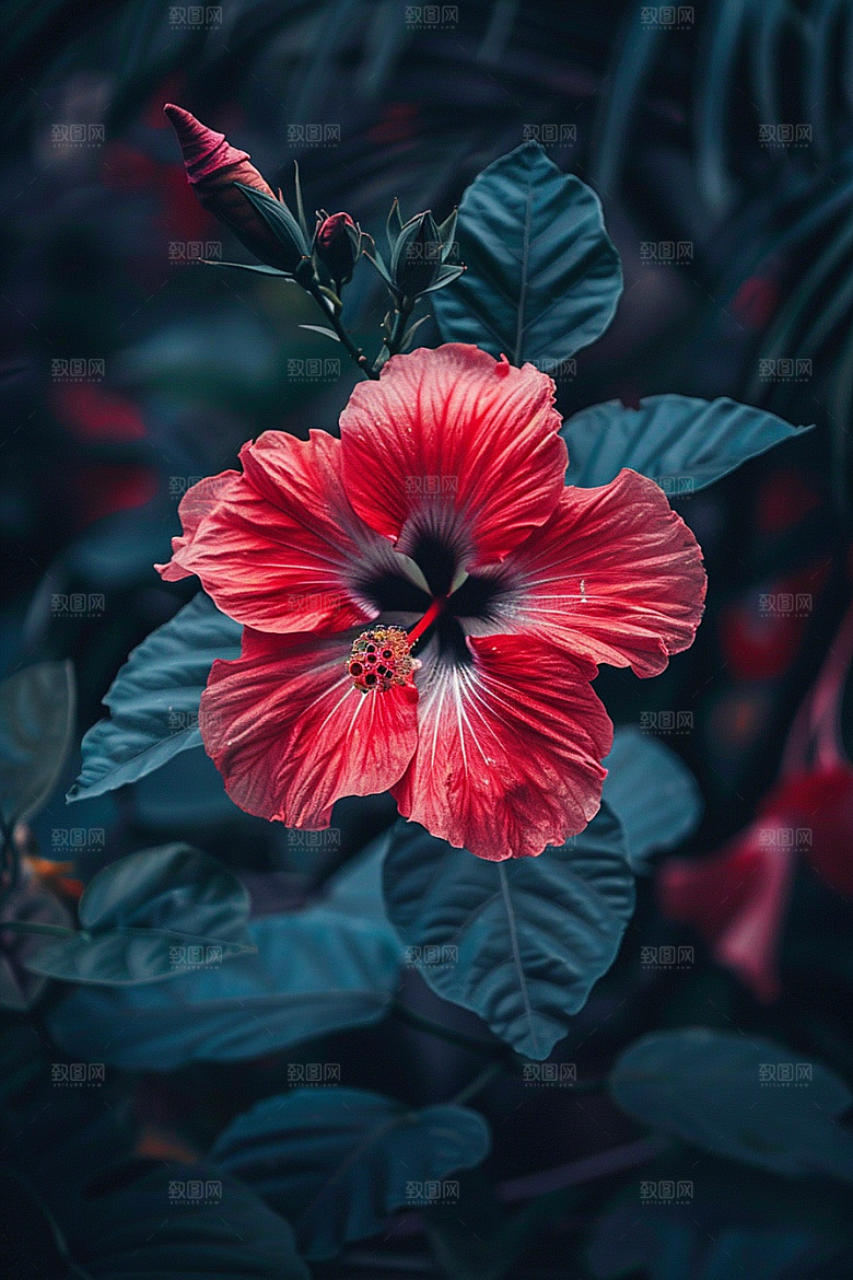 木槿花花朵高清摄影图