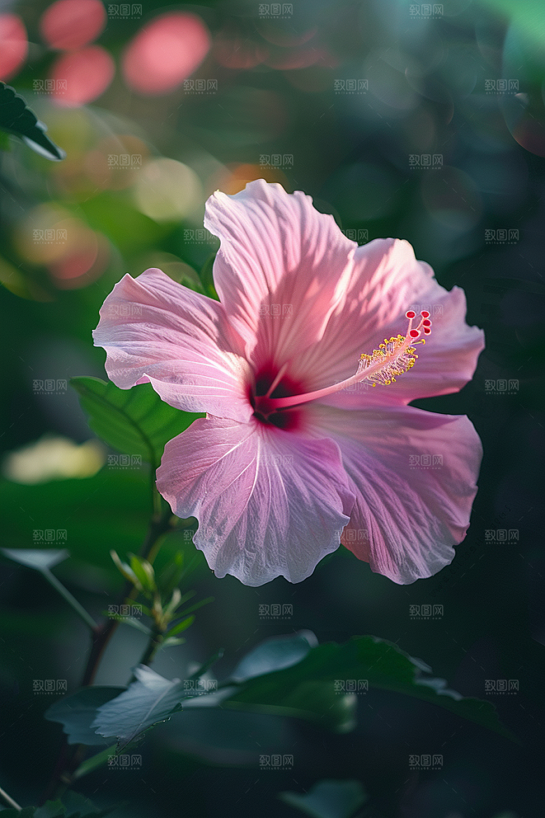 木槿花植物彩色摄影图
