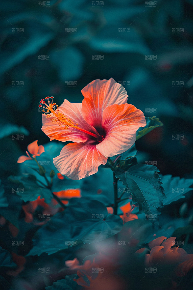 木槿花彩色夏天摄影图
