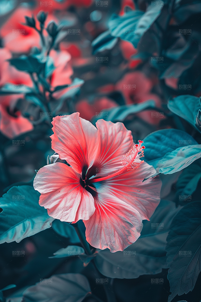木槿花花卉唯美摄影图