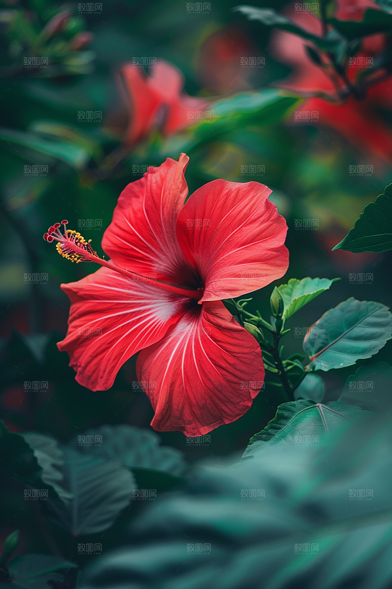 木槿花花朵夏天摄影图