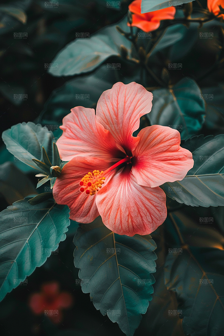 木槿花植物花卉摄影图