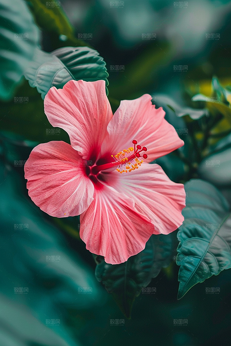 木槿花夏季高清摄影图