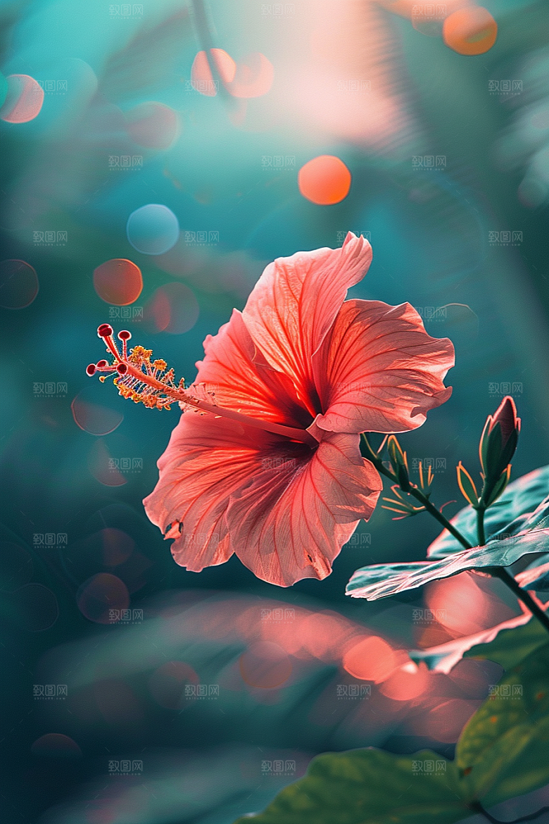 木槿花花朵清新摄影图