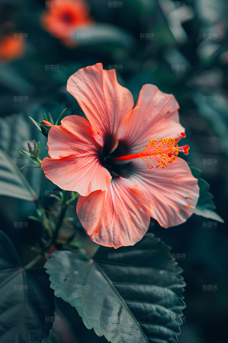 木槿花夏天夏季摄影图