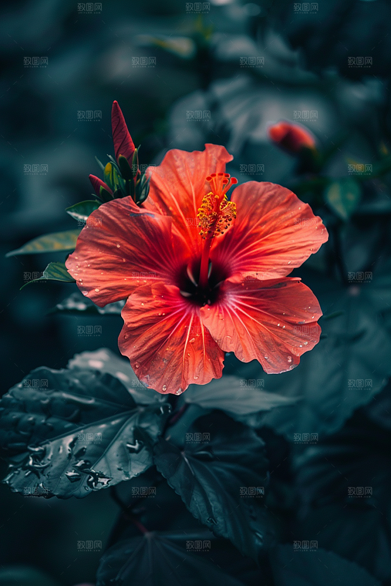 木槿花高清唯美摄影图