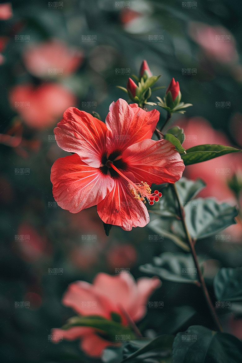 木槿花高清唯美摄影图