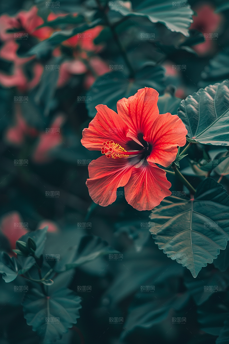 木槿花彩色唯美摄影图