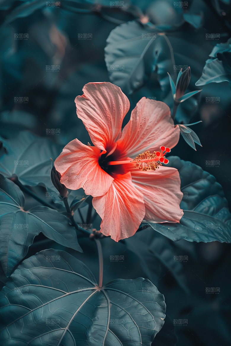 木槿花清新木棉摄影图