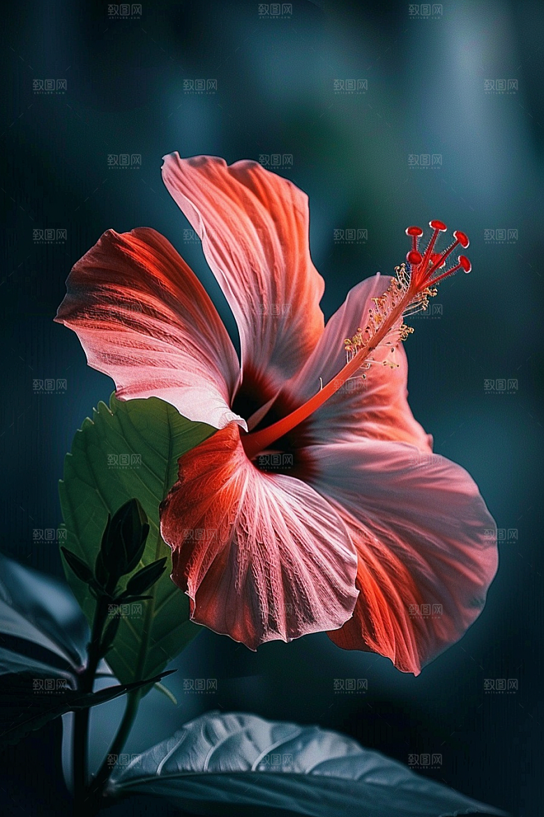 木槿花彩色唯美摄影图