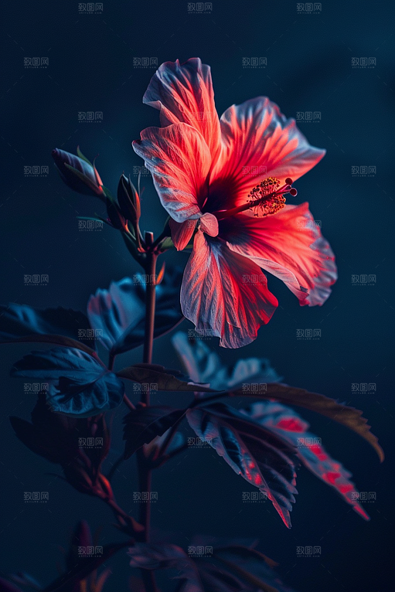 木槿花夏季高清摄影图