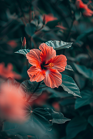 木槿花植物自然摄影图
