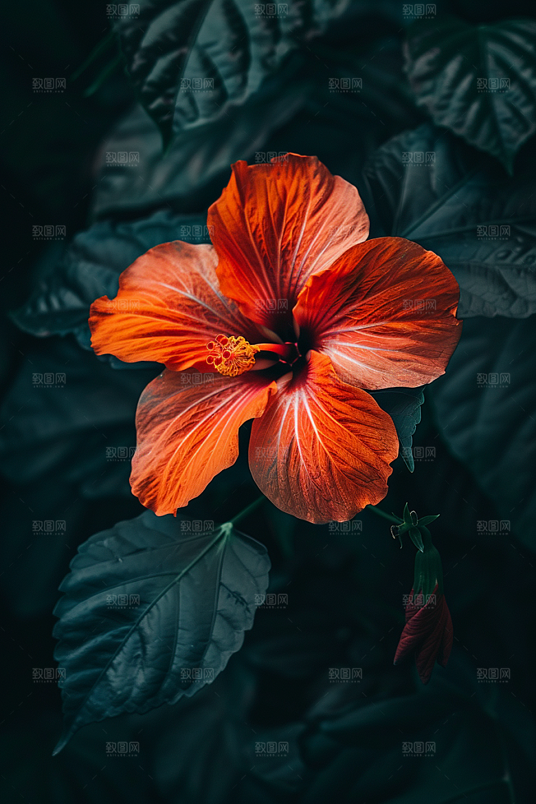 木槿花唯美彩色摄影图