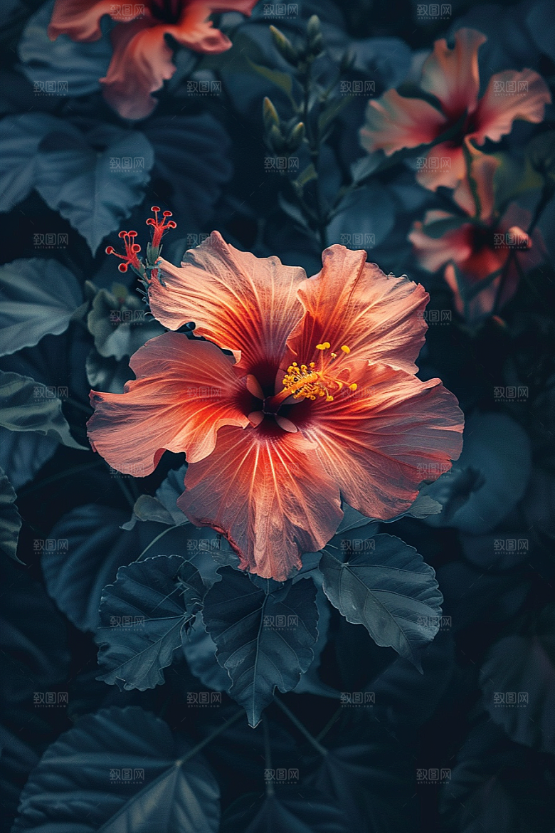 木槿花花卉彩色摄影图