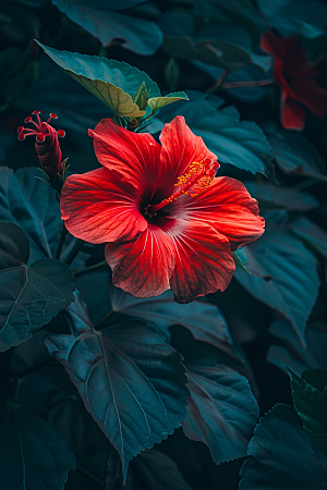 木槿花夏季花卉摄影图