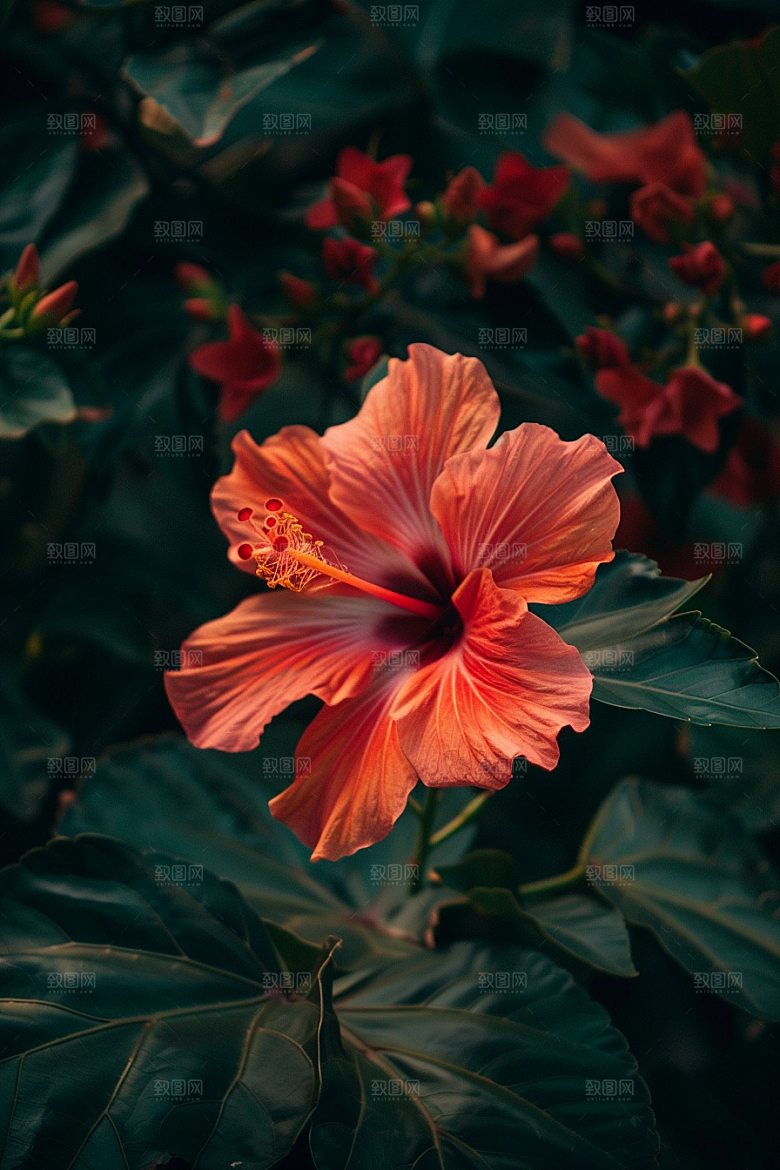 木槿花唯美夏季摄影图