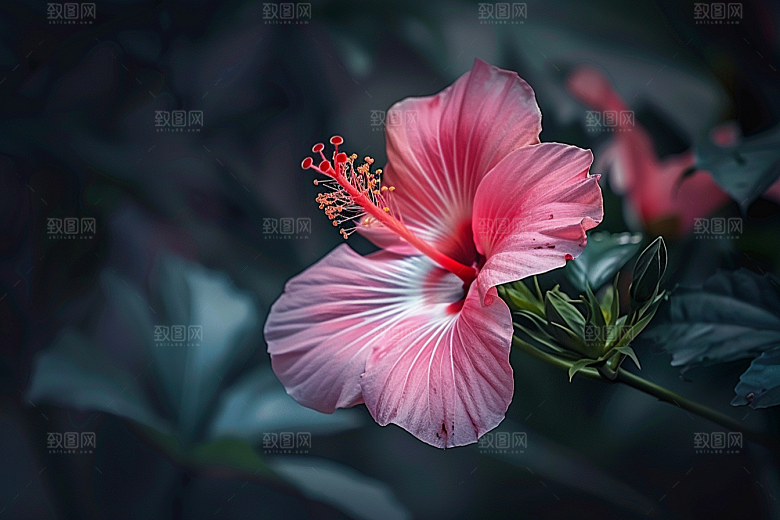 木槿花自然植物摄影图