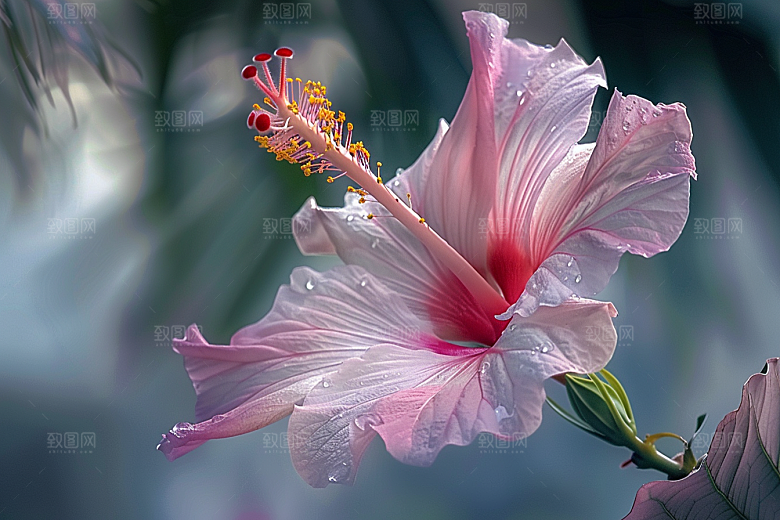 木槿花唯美彩色摄影图