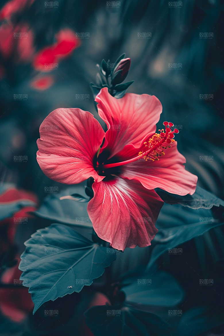 木槿花唯美自然摄影图