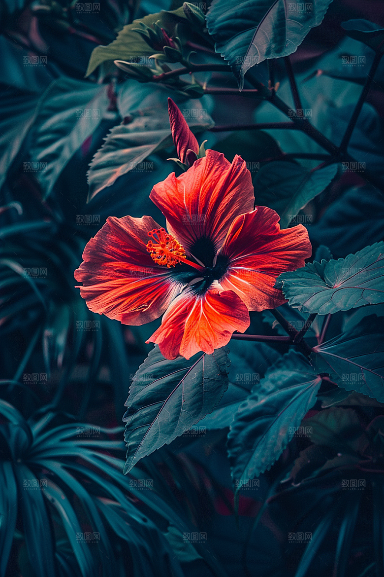 木槿花木棉夏季摄影图